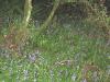 Bluebells in old Murragh Cemetery_thumb.jpg 2.8K